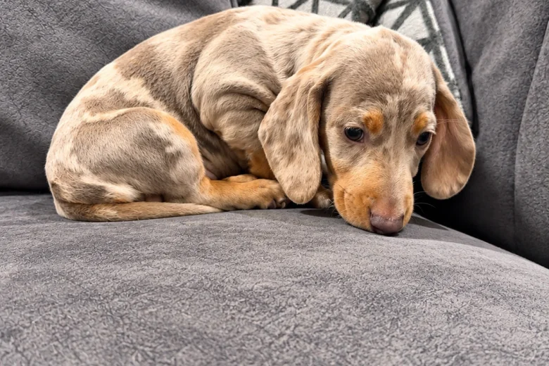 Dachshund (Miniature Smooth Haired)