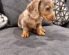 Dachshund (Miniature Smooth Haired)