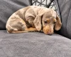 Dachshund (Miniature Smooth Haired)