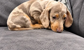 Dachshund (Miniature Smooth Haired)
