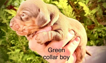 Dachshund (Miniature Smooth Haired)