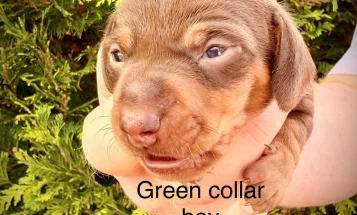 Dachshund (Miniature Smooth Haired)