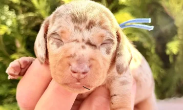 Dachshund (Miniature Smooth Haired)