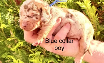 Dachshund (Miniature Smooth Haired)