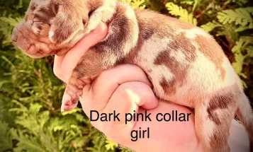 Dachshund (Miniature Smooth Haired)