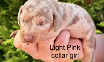 Dachshund (Miniature Smooth Haired)