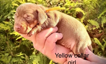 Dachshund (Miniature Smooth Haired)