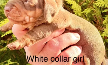 Dachshund (Miniature Smooth Haired)