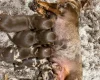 Dachshund (Miniature Smooth Haired)
