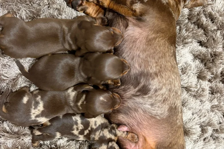 Dachshund (Miniature Smooth Haired)