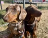 Dachshund (Miniature Smooth Haired)