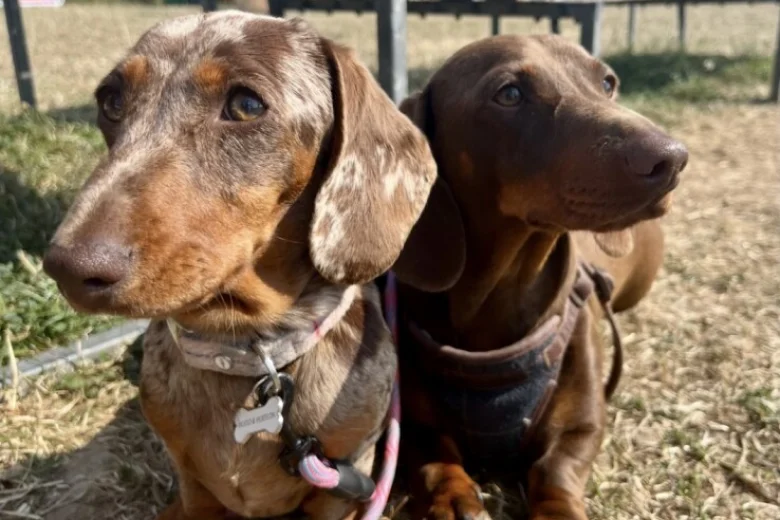 Dachshund (Miniature Smooth Haired)