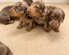 Dachshund (Miniature Smooth Haired)