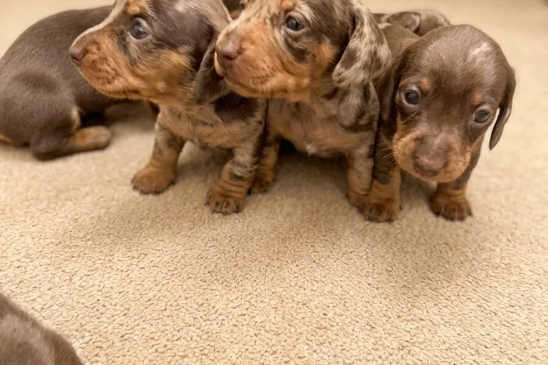 Dachshund (Miniature Smooth Haired)