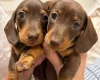 Dachshund (Miniature Smooth Haired)