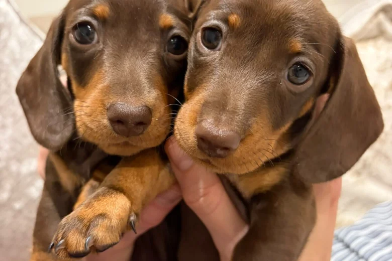 Dachshund (Miniature Smooth Haired)