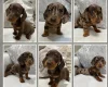 Dachshund (Miniature Smooth Haired)