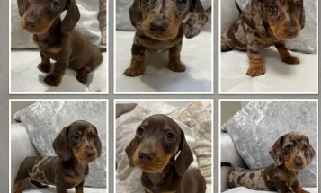 Dachshund (Miniature Smooth Haired)