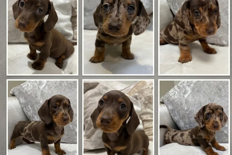 Dachshund (Miniature Smooth Haired)