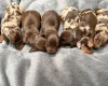 Dachshund (Miniature Smooth Haired)