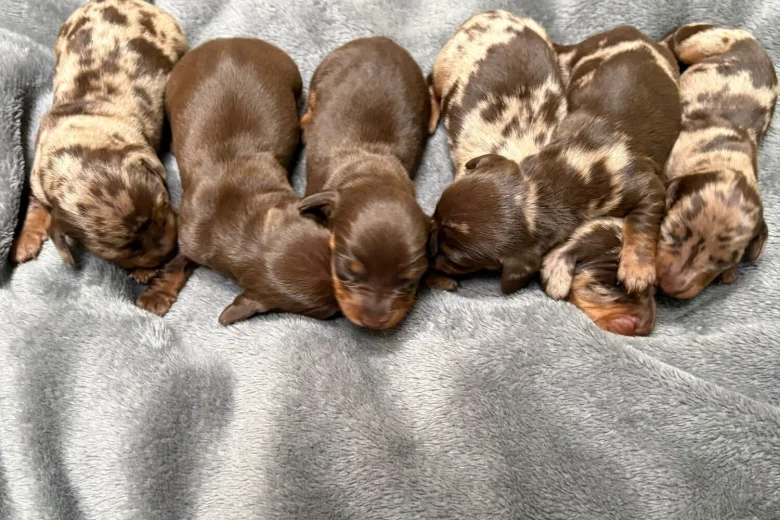 Dachshund (Miniature Smooth Haired)