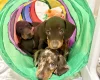 Dachshund (Miniature Smooth Haired)