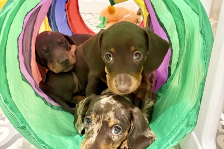 Dachshund (Miniature Smooth Haired)