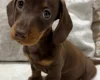 Dachshund (Miniature Smooth Haired)
