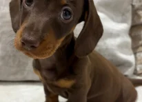 Puppy 2