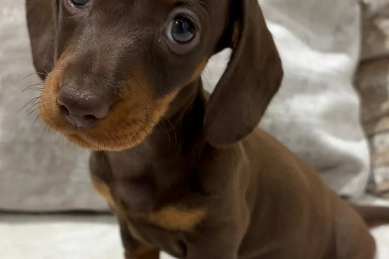 Dachshund (Miniature Smooth Haired)