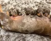 Dachshund (Miniature Smooth Haired)