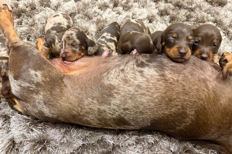 Dachshund (Miniature Smooth Haired)