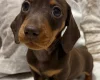 Dachshund (Miniature Smooth Haired)