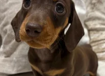 Puppy 4