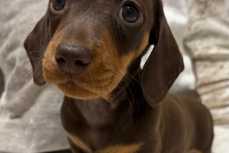 Dachshund (Miniature Smooth Haired)
