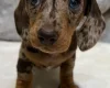 Dachshund (Miniature Smooth Haired)