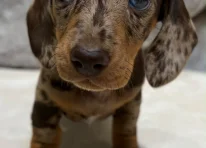 Puppy 5
