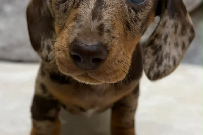 Dachshund (Miniature Smooth Haired)