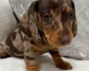 Dachshund (Miniature Smooth Haired)