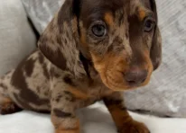 Puppy 3