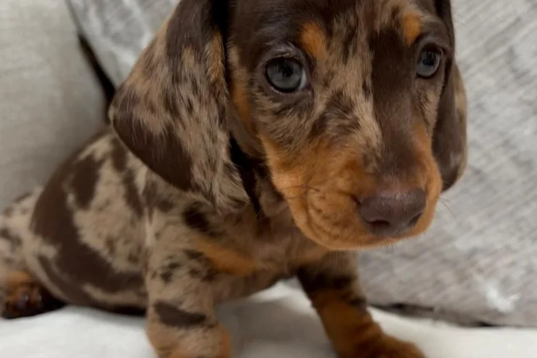 Dachshund (Miniature Smooth Haired)