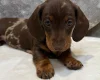 Dachshund (Miniature Smooth Haired)