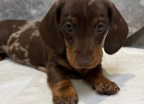 Puppy 6