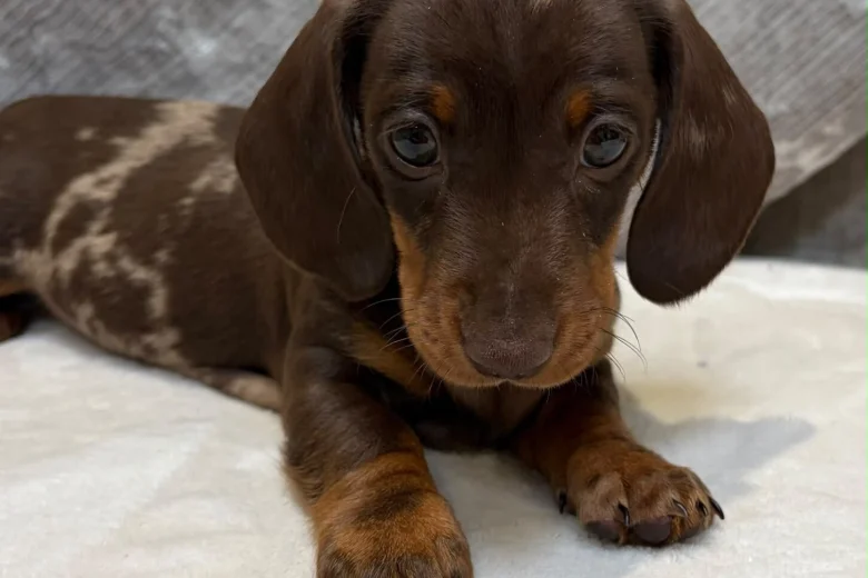 Dachshund (Miniature Smooth Haired)