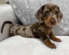 Dachshund (Miniature Smooth Haired)