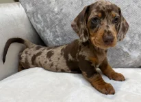 Puppy 1