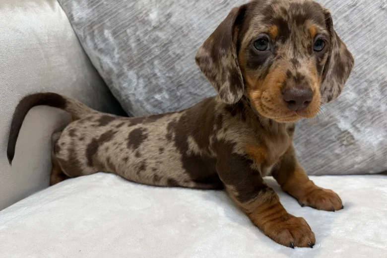 Dachshund (Miniature Smooth Haired)