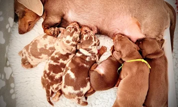 Dachshund (Miniature Smooth Haired)
