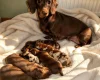 Dachshund (Miniature Smooth Haired)