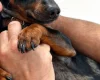 Dachshund (Miniature Smooth Haired)